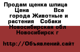 Продам щенка шпица.  › Цена ­ 15 000 - Все города Животные и растения » Собаки   . Новосибирская обл.,Новосибирск г.